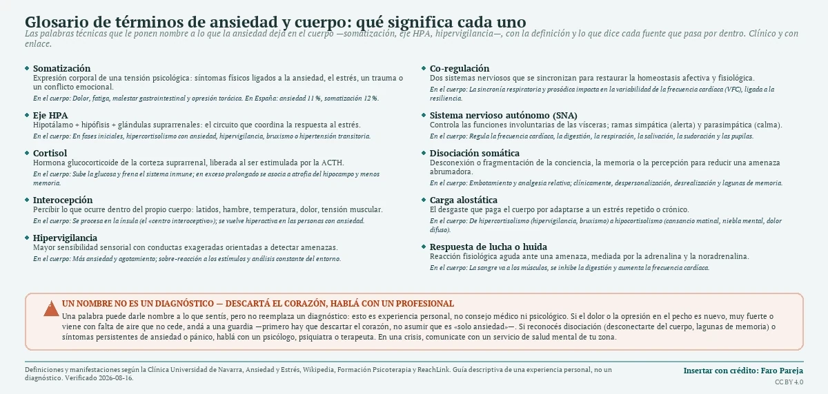 Glosario de diez términos de ansiedad y cuerpo (somatización, eje HPA, cortisol, interocepción, hipervigilancia, co-regulación, sistema nervioso autónomo, disociación somática, carga alostática y respuesta de lucha o huida), cada uno con su definición técnica y su manifestación en el cuerpo, y el aviso de que un nombre no es un diagnóstico: ante dolor de pecho hay que descartar el corazón y conviene hablar con un profesional de la salud mental.
